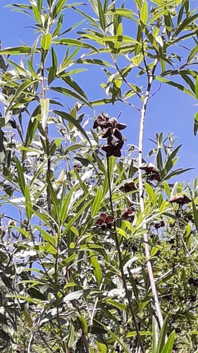 Kageneckia lanceolata, photograph 6