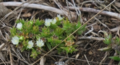Delosperma inconspicuum
