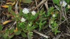 Delosperma inconspicuum