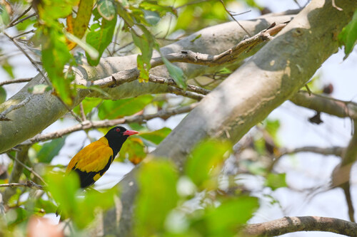 Black-hooded Oriole
