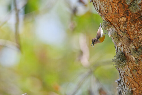 Purple-rumped Sunbird