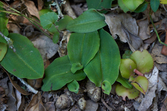Habenaria arenaria