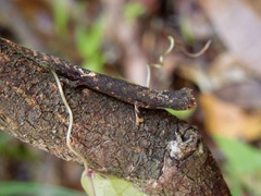 Brookesia