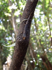 Brookesia