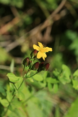 Hypericum erectum