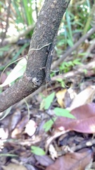 Brookesia