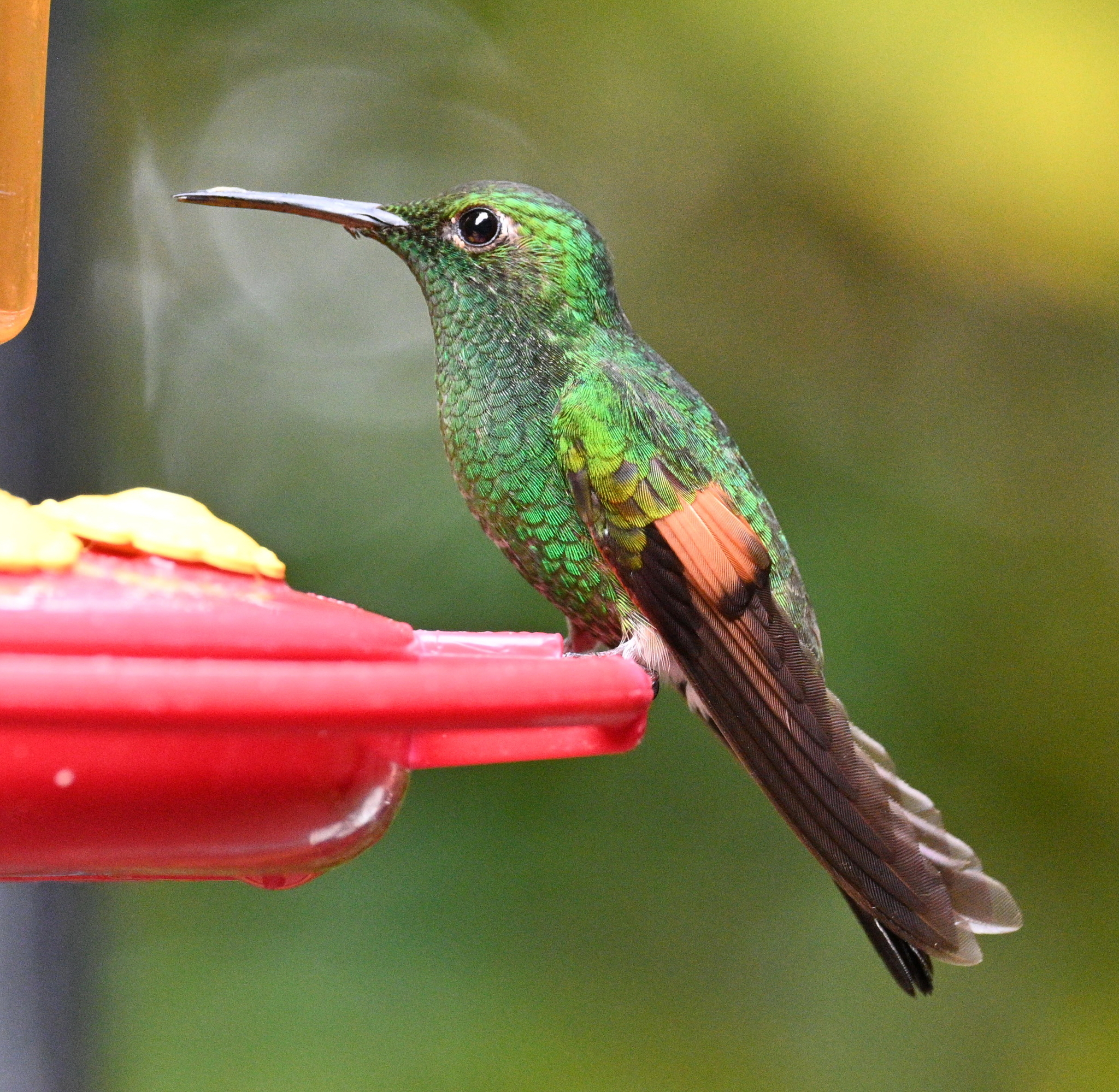 Stripe-tailed Hummingbird (Eupherusa eximia), photo 9