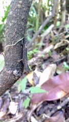 Brookesia