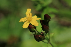 Hypericum erectum