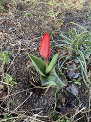 Tulipa