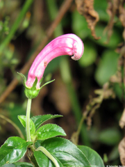 Centropogon cornutus