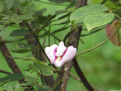 Centrosema macrocarpum