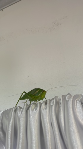 Philophyllia guttulata