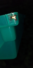 Micrathena plana