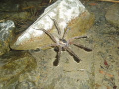 Dolomedes aquaticus