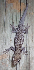 Lygodactylus chobiensis
