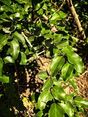 Canthium inerme