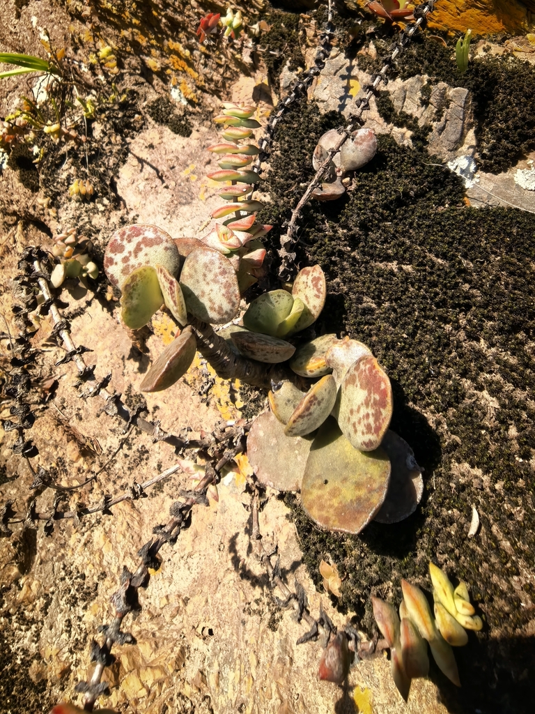 Cotyledon maculata