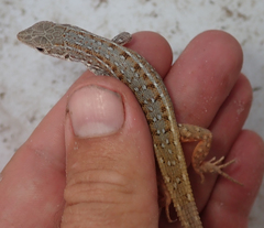 Meroles squamulosus