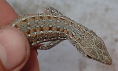 Meroles squamulosus