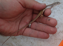 Meroles squamulosus