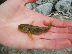 Gobiomorphus breviceps