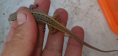 Meroles squamulosus