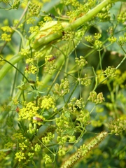 Athalia rosae