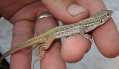 Meroles squamulosus