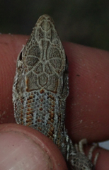 Meroles squamulosus