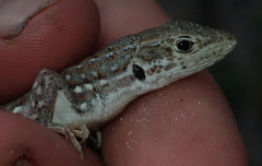 Meroles squamulosus