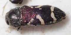 Acmaeodera virgo