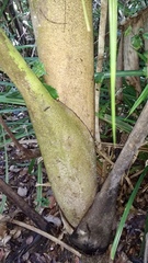 Dypsis tokoravina