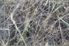 Empusa