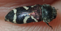 Acmaeodera virgo