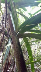 Dypsis tokoravina