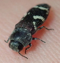 Acmaeodera virgo
