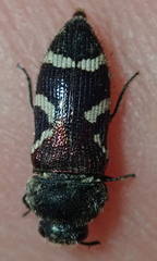 Acmaeodera virgo