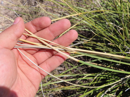 Nolina juncea