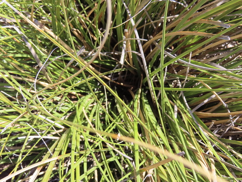 Nolina juncea