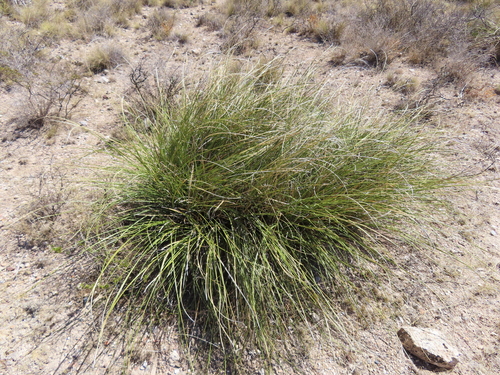Nolina juncea