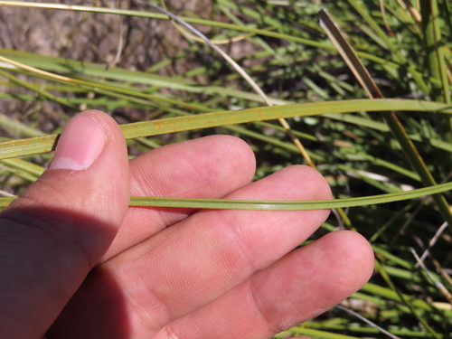 Nolina juncea