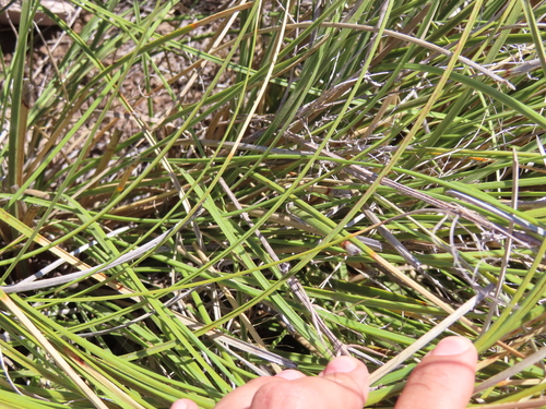 Nolina juncea