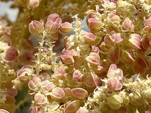 Nolina parryi