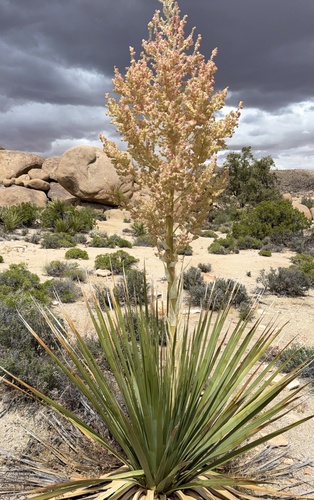 Nolina parryi