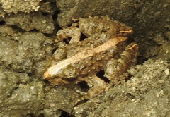 Dicroglossinae
