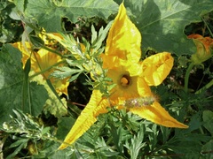 Cucurbita maxima