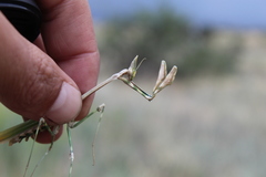 Empusa