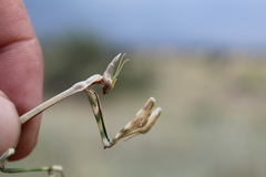 Empusa