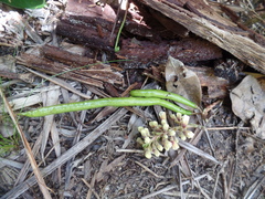 Colea